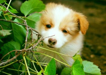 Köpek Oteli Açarak Para Nasıl Kazanılır