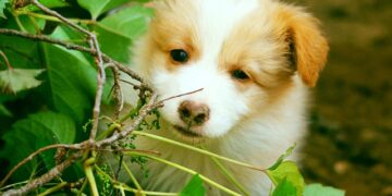 Köpek Oteli Açarak Para Nasıl Kazanılır