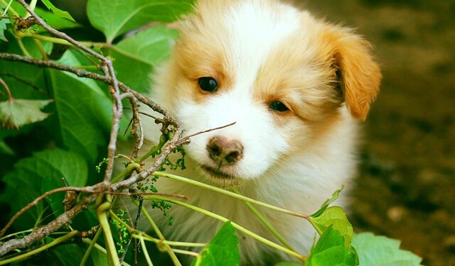 Köpek Oteli Açarak Para Nasıl Kazanılır