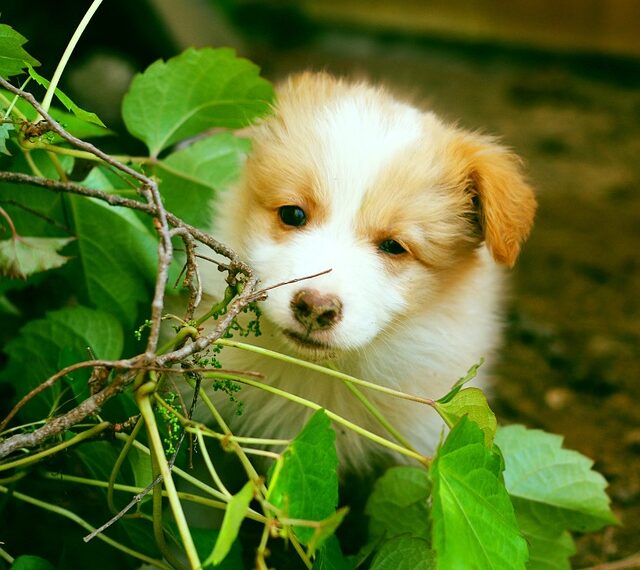 Köpek Oteli Açarak Para Nasıl Kazanılır