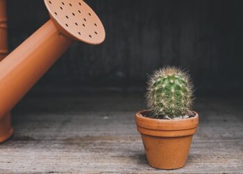 Kaktüs Yetiştirerek Para Kazanma