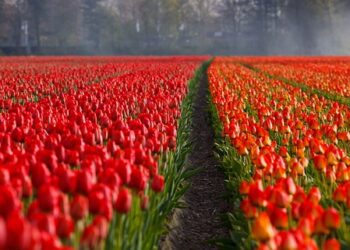 Süs Bitkileri Yetiştirerek Para Kazanma