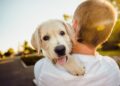 Köpek Gezdirerek Para Kazanma