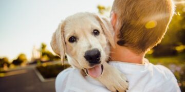 Köpek Gezdirerek Para Kazanma