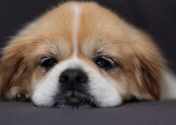 Evde Canınız Sıkılıyor Mu