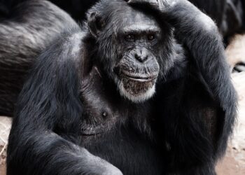 Aşırı Düşünme Sorunu