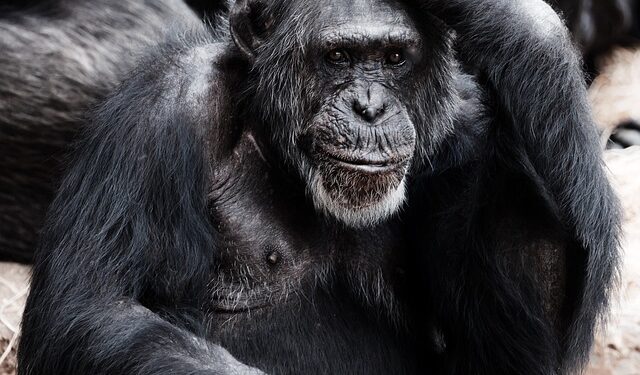 Aşırı Düşünme Sorunu