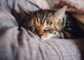 Kedi Beslemenin Faydaları
