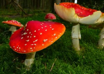 Mantar Yetiştiriciliği Yaparak Para Kazanma