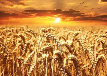 En Karlı Tarım Ürünleri ve Kazançları