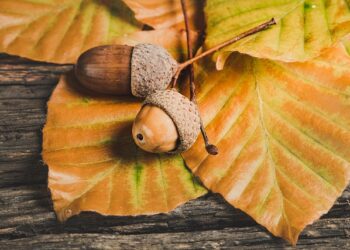 Meşe Palamudunun Faydaları ve Zararları Nelerdir