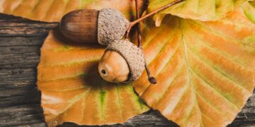 Meşe Palamudunun Faydaları ve Zararları Nelerdir