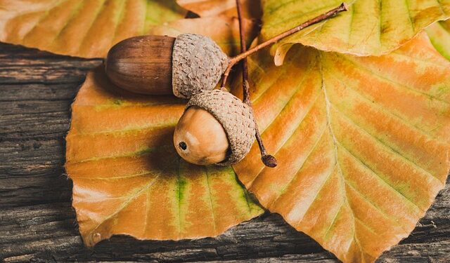 Meşe Palamudunun Faydaları ve Zararları Nelerdir
