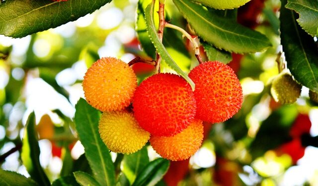 Kocayemişin Faydaları ve Zararları Nelerdir