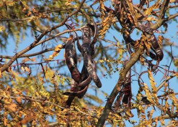 Keçiboynuzunun Faydaları Nelerdir