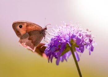 Öküz Gözünün Faydaları ve Zararları Nelerdir