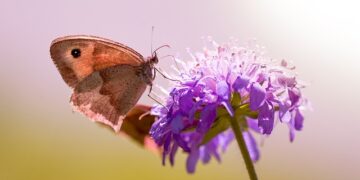 Öküz Gözünün Faydaları ve Zararları Nelerdir