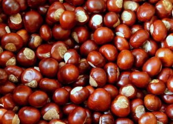 Kestanenin Faydaları Ve Zararları Nelerdir