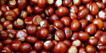 Kestanenin Faydaları Ve Zararları Nelerdir