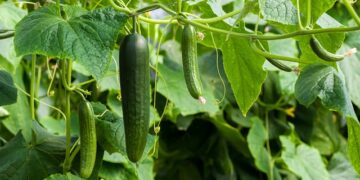 Salatalığın Faydaları ve Zararları Nelerdir