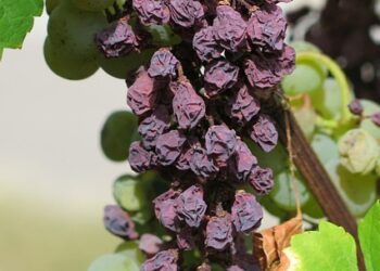 Kuru Üzümün Faydaları ve Zararları Nelerdir