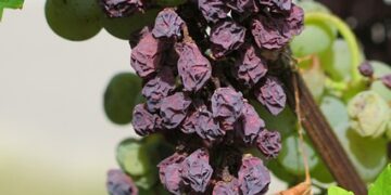 Kuru Üzümün Faydaları ve Zararları Nelerdir