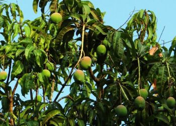 Mangonun Faydaları Nelerdir