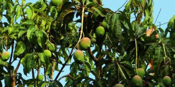 Mangonun Faydaları Nelerdir