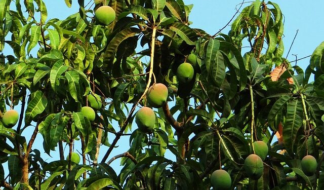 Mangonun Faydaları Nelerdir