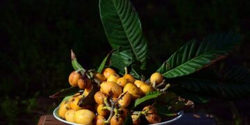 Muşmulanın Faydaları ve Zararları Nelerdir