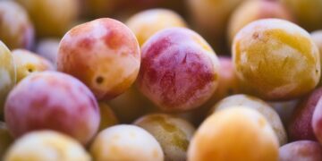 Malta Eriğinin Faydaları ve Zararları Nelerdir