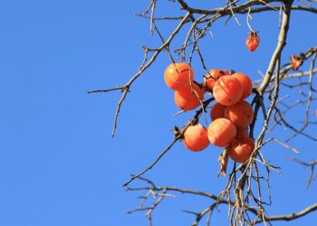 Cennet Hurmasının Faydaları ve Zararları Nelerdir