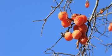 Cennet Hurmasının Faydaları ve Zararları Nelerdir