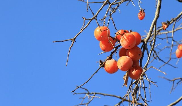 Cennet Hurmasının Faydaları ve Zararları Nelerdir
