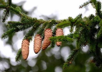 Çam Kozalağı Faydaları ve Zararları