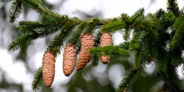 Çam Kozalağı Faydaları ve Zararları