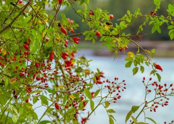 Kuşburnunun Faydaları ve Zararları Nelerdir