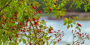 Kuşburnunun Faydaları ve Zararları Nelerdir