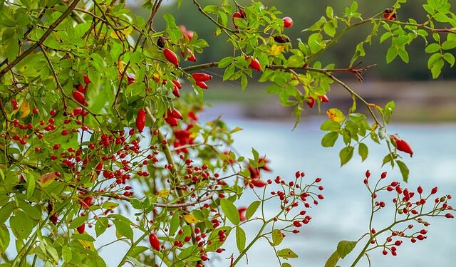 Kuşburnunun Faydaları ve Zararları Nelerdir