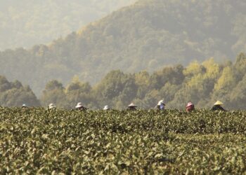 Çay Ağacı Yağı Nedir, Faydaları Nelerdir