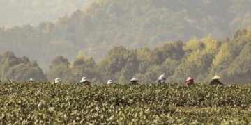Çay Ağacı Yağı Nedir, Faydaları Nelerdir