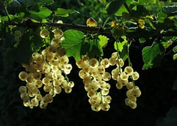 Frenk Üzümünün Faydaları ve Zararları Nelerdir
