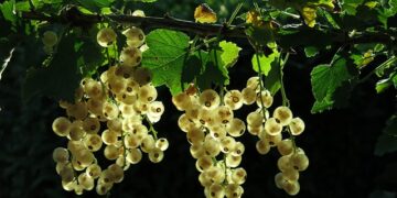 Frenk Üzümünün Faydaları ve Zararları Nelerdir
