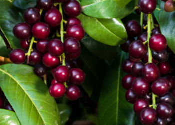 Taflanın Faydaları ve Zararları Nelerdir