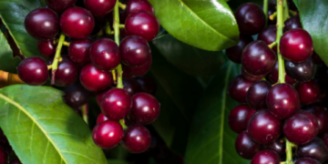 Taflanın Faydaları ve Zararları Nelerdir