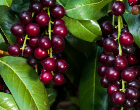 Taflanın Faydaları ve Zararları Nelerdir