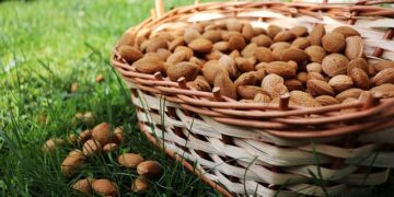 Acı Bademin Faydaları ve Zararları Nelerdir