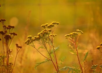 Altın Otunun Faydaları ve Zararları Nedir