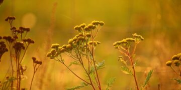Altın Otunun Faydaları ve Zararları Nedir