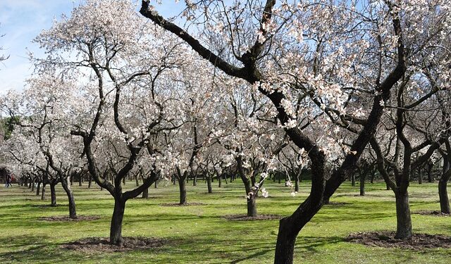 Çağlanın Faydaları ve Zararları Nelerdir
